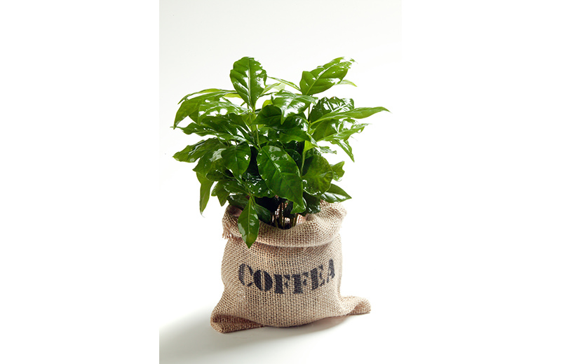 Kaffeepflanze im Jutesack
