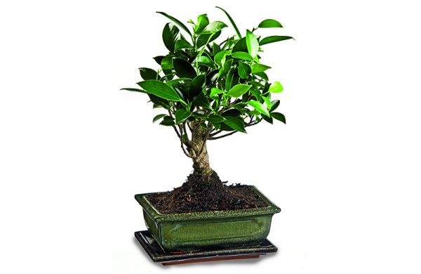 Bonsai Ficus