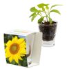 Caffeino-Glas Sonnenblume