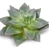 Sukkulenten Giveaway