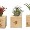 Pflanze ohne Gießen - Airplant - div
