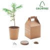 Kieferbaum Growtree
