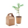 Kiefer Growtree