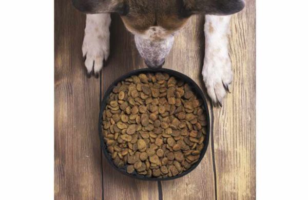 Faltbarer Haustiernapf recycelten Materialien mit Hund