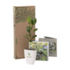 Briefkastenbaum Citrus Hystrix