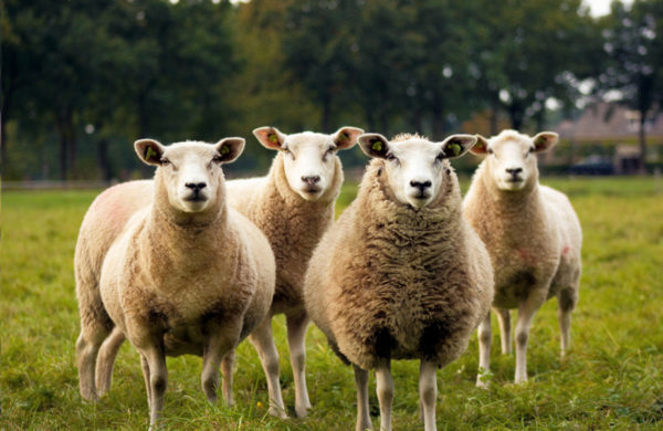 Die besagten Texel-Schafe aus deren Fell dieses einzigartige Geschenk ist.